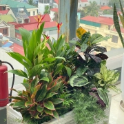 Cây cảnh ngoại thất