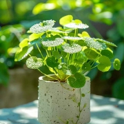 Cây cảnh trong nhà