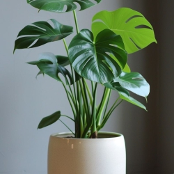 Cây Monstera Deliciosa (Trầu bà lá xẻ)