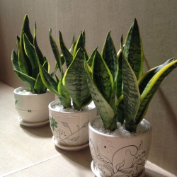 Cây Lưỡi Hổ mini để bàn