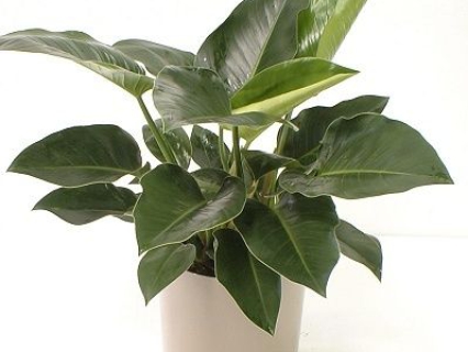 Cây Trầu Bà Đế Vương