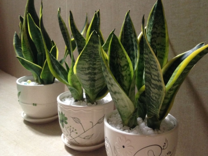 Cây Lưỡi Hổ mini để bàn